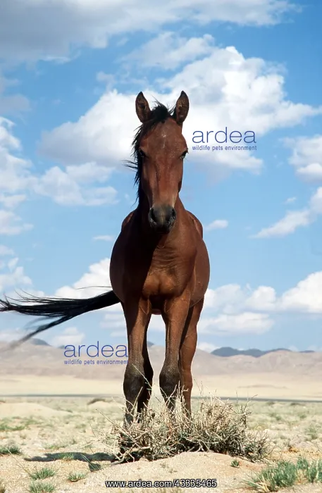 : NAMIB HORSE - mare, facing : NAMIB HORSE - mare, facing