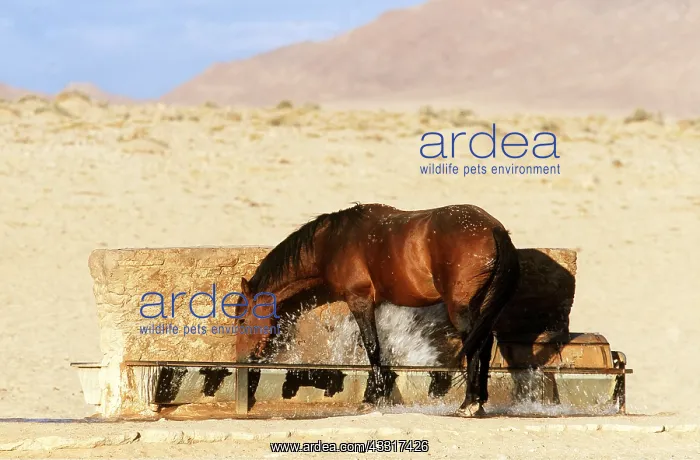 : NAMIB HORSE - stallion at waterhole : NAMIB HORSE - stallion at waterhole