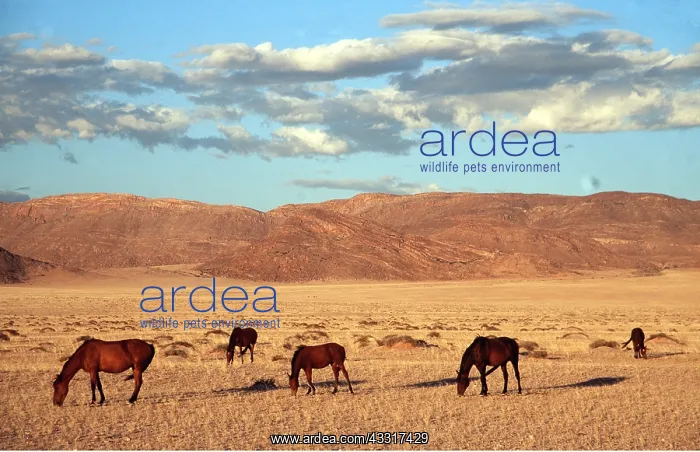: NAMIB HORSES - Grazing in the evening : NAMIB HORSES - Grazing in the evening