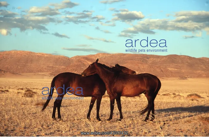 : NAMIB HORSES - mutual grooming in the evening : NAMIB HORSES - mutual grooming in the evening
