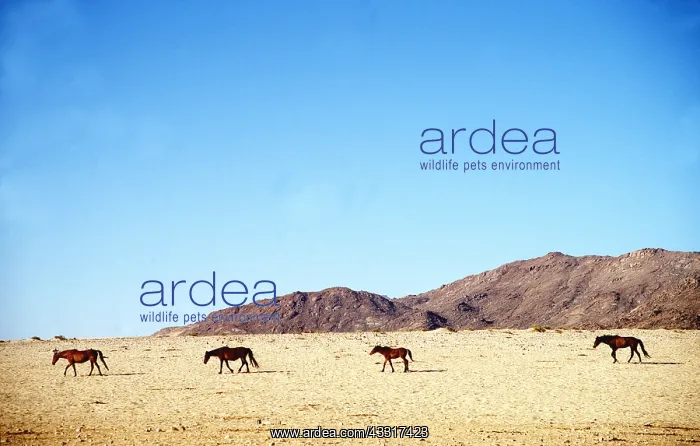 : NAMIB HORSES - x four, crossing desert : NAMIB HORSES - x four, crossing desert