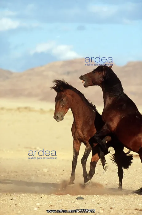 : NAMIB HORSES - x two, fighting stallions : NAMIB HORSES - x two, fighting stallions