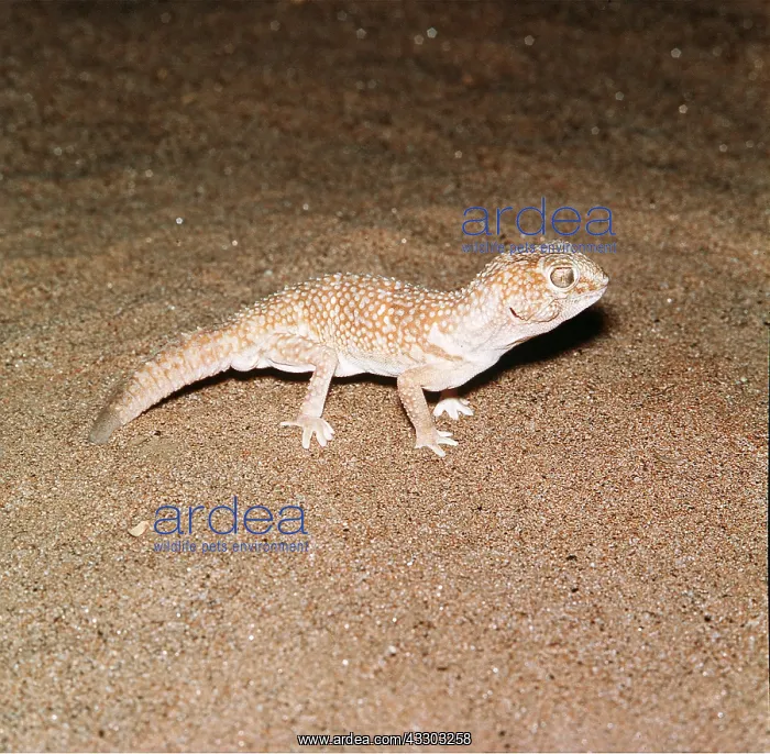 : NAMIB LARGE GROUND GECKO : NAMIB LARGE GROUND GECKO