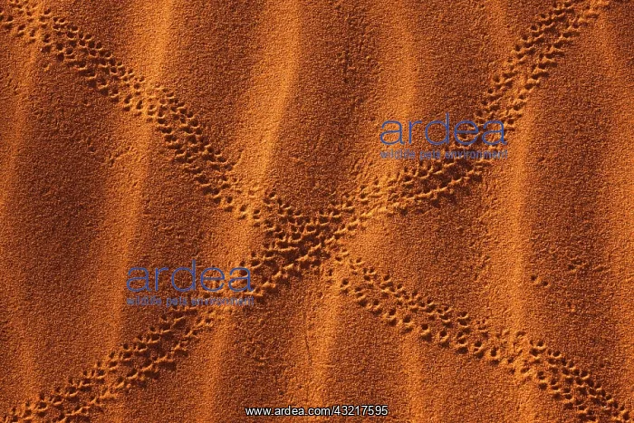 : Namib-Naukluft National Park, Namibia : Namib-Naukluft National Park, Namibia