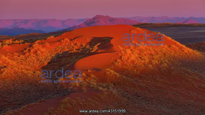 : Namib-Naukluft National Park, Namibia, Africa : Namib-Naukluft National Park, Namibia, Africa
