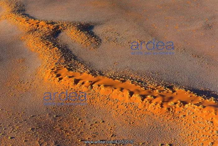 : Namib-Naukluft National Park, Namibia, Africa : Namib-Naukluft National Park, Namibia, Africa