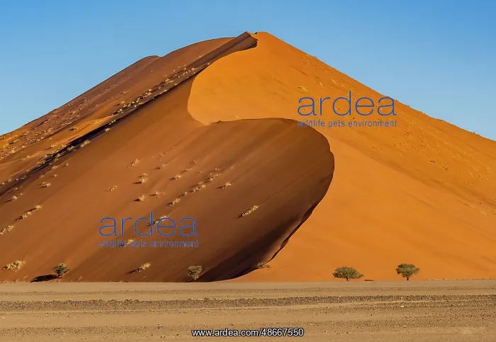  : Namib-Naukluft Park, Namibia, Africa. Wide angle landscape
