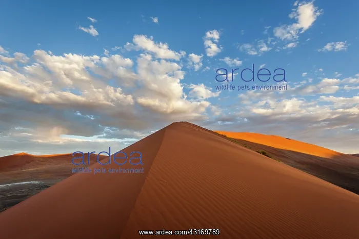 : Namib Naukluft Park sand dune at sunset, Namibia : Namib Naukluft Park sand dune at sunset, Namibia