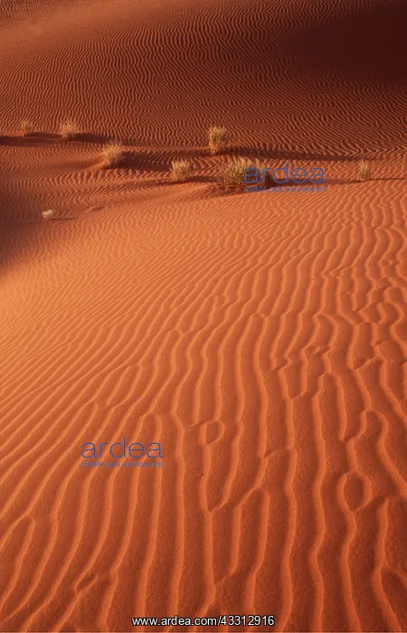 : Namib-Naukluft Park - structural forms, sand patterns : Namib-Naukluft Park - structural forms, sand patterns