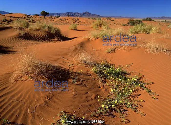 : Namib Rand - dunes and yellow flowers in desert : Namib Rand - dunes and yellow flowers in desert