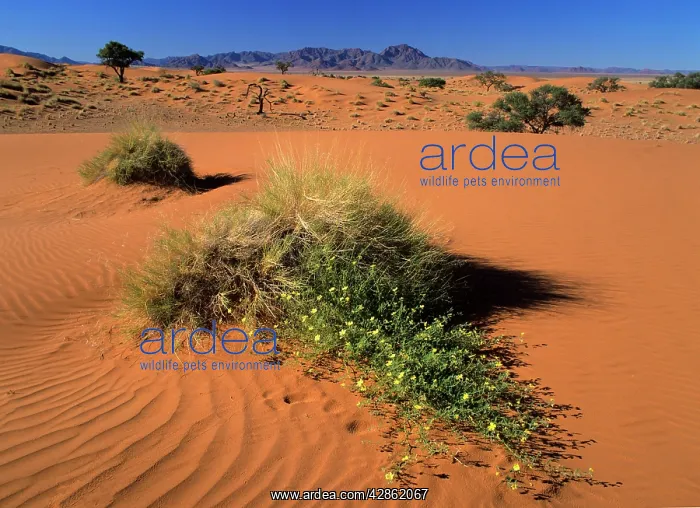 : Namib Rand - dunes and yellow flowers in desert : Namib Rand - dunes and yellow flowers in desert