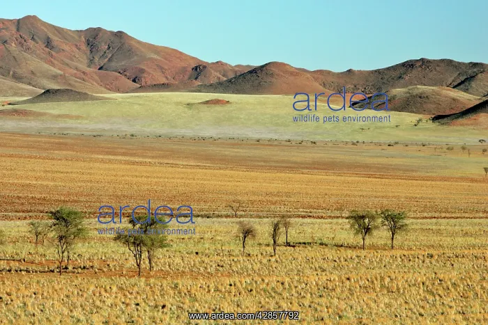 : Namib Rand - Mountains and savannah : Namib Rand - Mountains and savannah