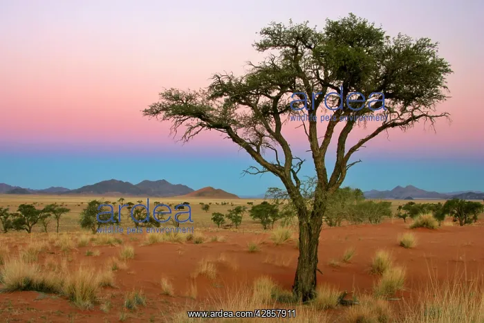 : Namib Rand view over dunes and savannah towards : Namib Rand view over dunes and savannah towards
