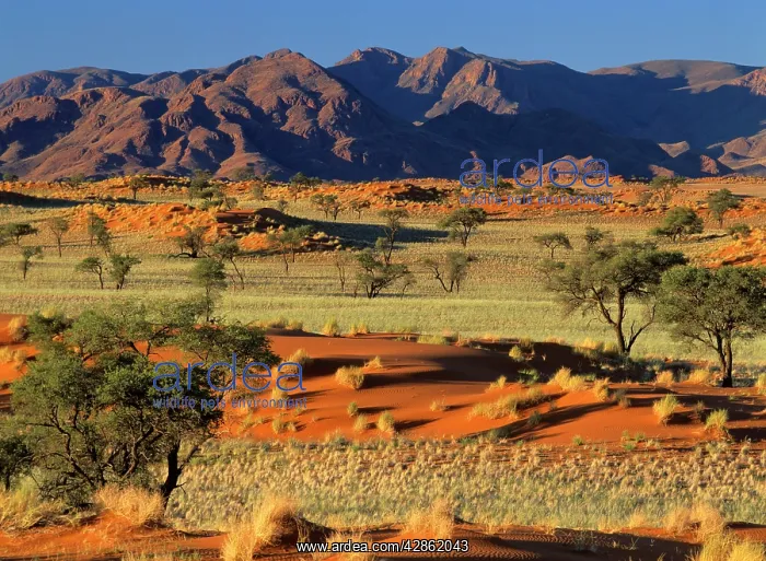 : Namib Rand - view over red dunes and savanna to : Namib Rand - view over red dunes and savanna to
