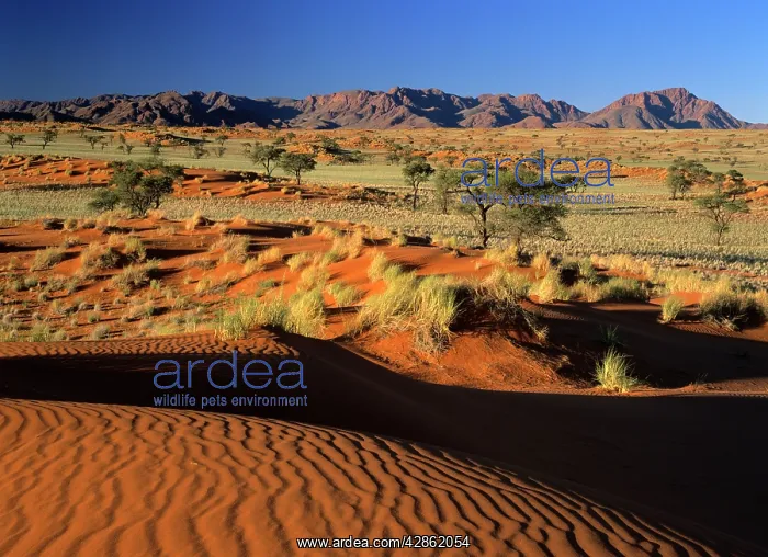 : Namib Rand - view over red dunes and savanna to : Namib Rand - view over red dunes and savanna to