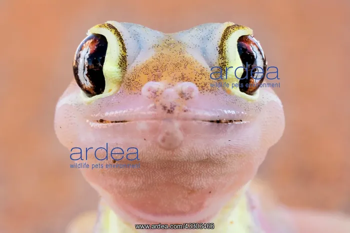 : Namib sand gecko (Pachydactylus rangei), animal : Namib sand gecko (Pachydactylus rangei), animal