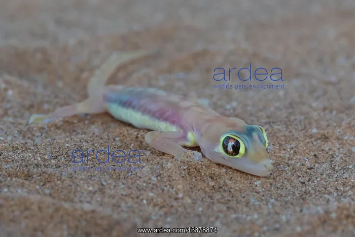 : Namib sand gecko (Pachydactylus rangei) or palmato : Namib sand gecko (Pachydactylus rangei) or palmato