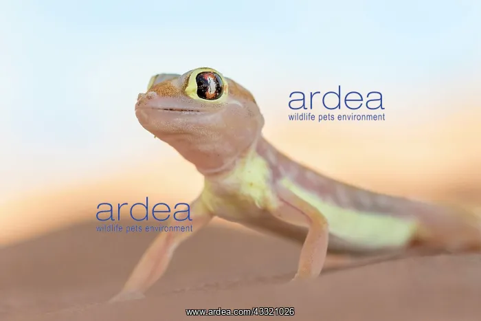 : Namib sand gecko (Pachydactylus rangei) in Sand : Namib sand gecko (Pachydactylus rangei) in Sand