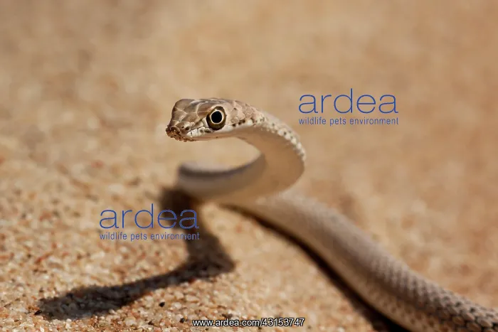 : Namib sand snake : Namib sand snake