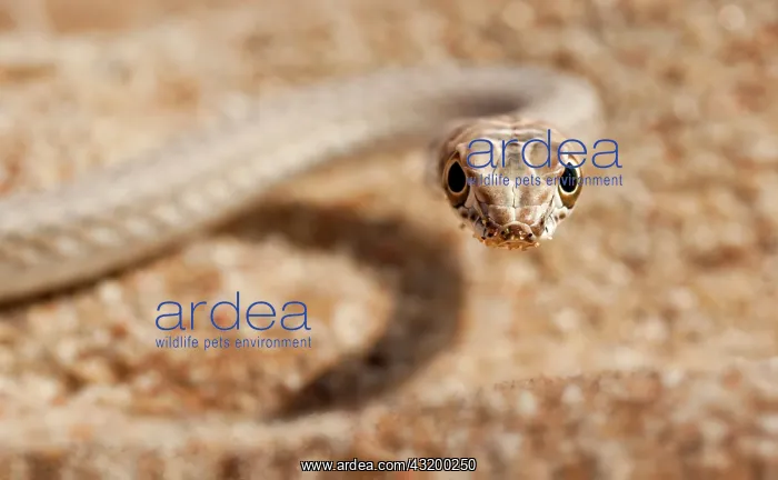 : Namib sand snake : Namib sand snake