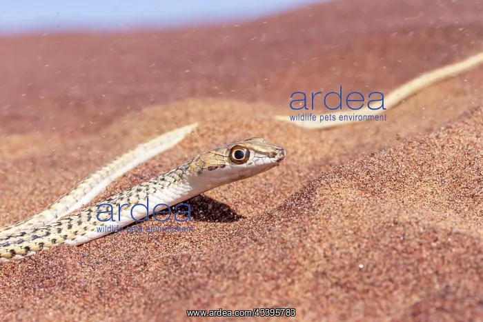 : NAMIB SAND SNAKE : NAMIB SAND SNAKE