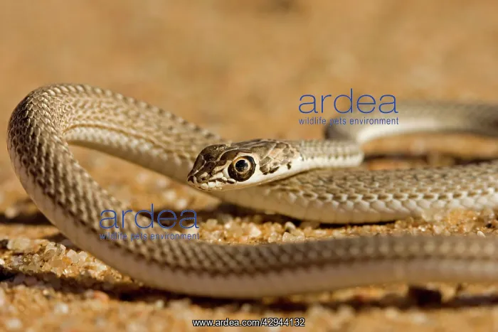 : Namib Sand Snake - Coiling up : Namib Sand Snake - Coiling up