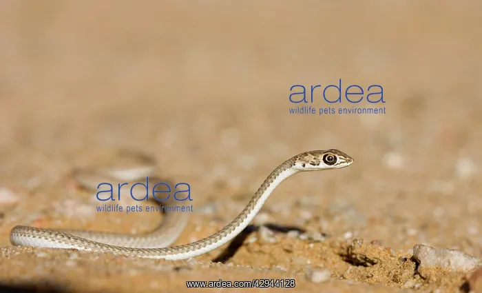 : Namib Sand Snake - On the move with head raised : Namib Sand Snake - On the move with head raised