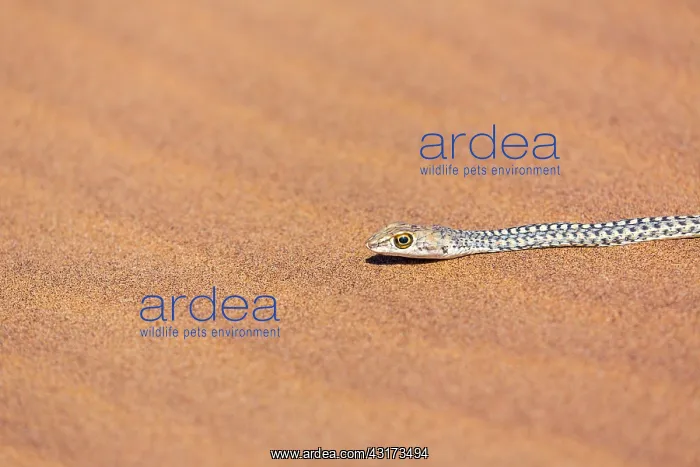 : Namib Sand Snake (Psammophis namibensis), Swakopmund : Namib Sand Snake (Psammophis namibensis), Swakopmund
