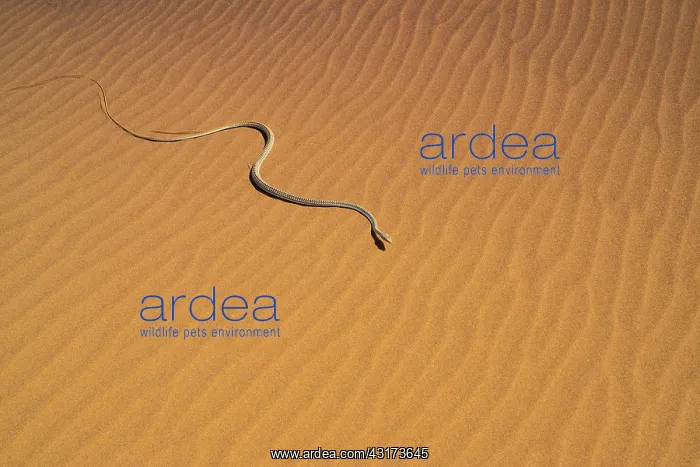 : Namib Sand Snake (Psammophis namibensis), Swakopmund : Namib Sand Snake (Psammophis namibensis), Swakopmund
