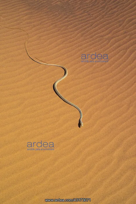 : Namib Sand Snake (Psammophis namibensis), Swakopmund : Namib Sand Snake (Psammophis namibensis), Swakopmund
