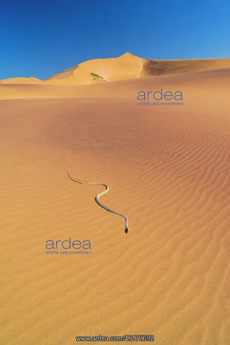 : Namib Sand Snake (Psammophis namibensis), Swakopmund : Namib Sand Snake (Psammophis namibensis), Swakopmund