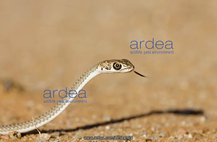 : Namib Sand Snake - With tongue extended : Namib Sand Snake - With tongue extended
