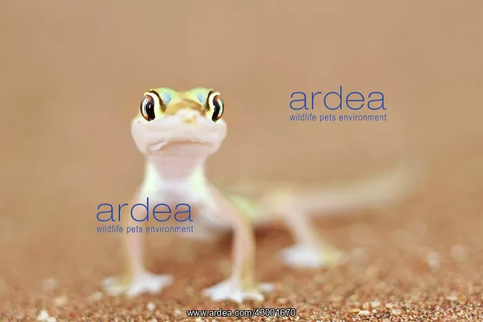 : Namib Sand / Web Footed Gecko : Namib Sand / Web Footed Gecko