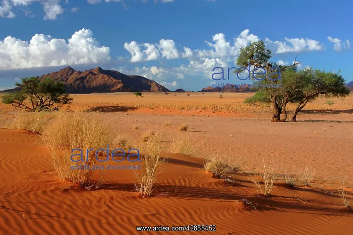 : Namib - view from Elim Dune to the Naukluft mountains : Namib - view from Elim Dune to the Naukluft mountains