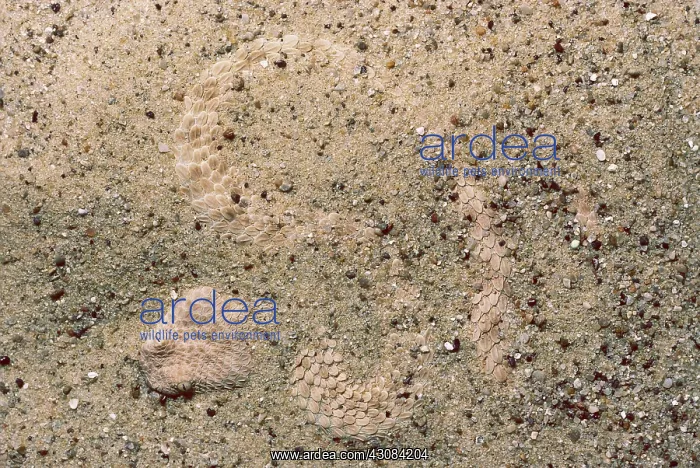 : Namib Viper : Namib Viper