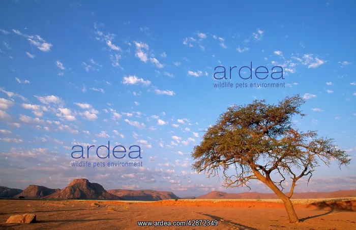  : NAMIBIA - ACACIA TREE