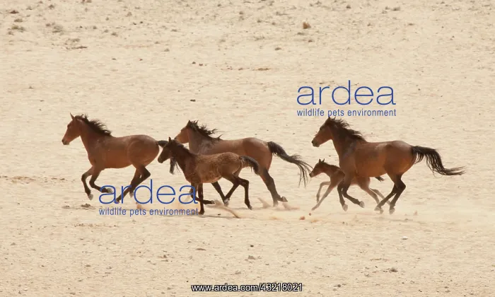  : Namibia, Aus. Group of running wild horses