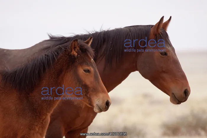 : Namibia, Aus. Profile close-up of two wild : Namibia, Aus. Profile close-up of two wild