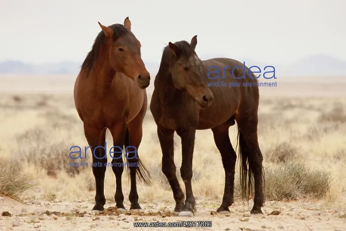 : Namibia, Aus. Two wild horses on the Namib : Namibia, Aus. Two wild horses on the Namib