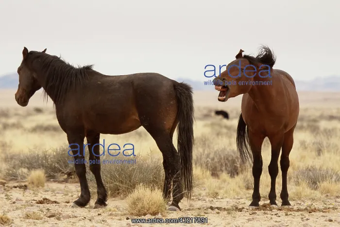 : Namibia, Aus. Two wild horses on the Namib : Namibia, Aus. Two wild horses on the Namib