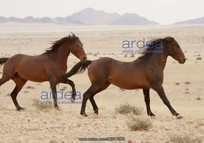 : Namibia, Aus. Wild horses running on the : Namibia, Aus. Wild horses running on the
