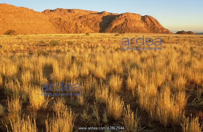 : Namibia - Bushman grass (Stipagrostis sp.) and : Namibia - Bushman grass (Stipagrostis sp.) and