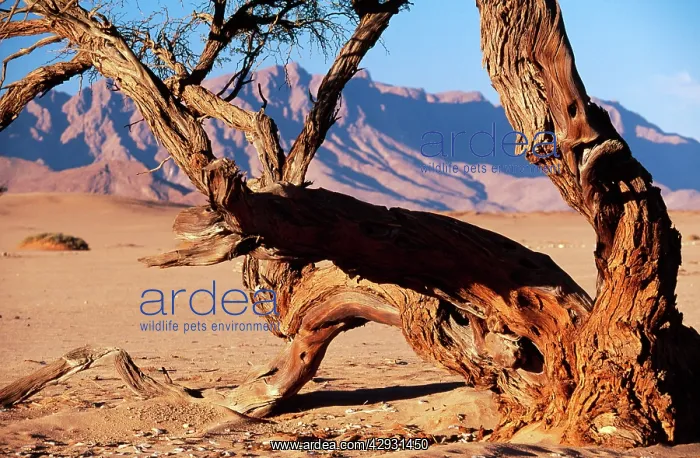  : NAMIBIA - CAMELTHORN TREE