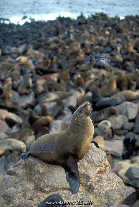 : Namibia, Cape Cross Seal Reserve, Southern : Namibia, Cape Cross Seal Reserve, Southern