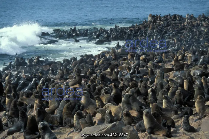 : Namibia, Cape Cross Seal Reserve, Southern : Namibia, Cape Cross Seal Reserve, Southern
