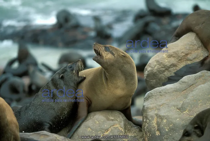 : Namibia, Cape Cross Seal Reserve, Southern : Namibia, Cape Cross Seal Reserve, Southern