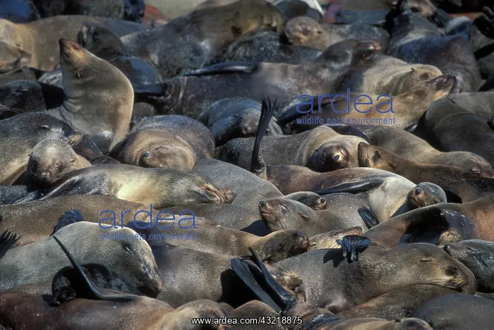 : Namibia, Cape Cross Seal Reserve, Southern : Namibia, Cape Cross Seal Reserve, Southern