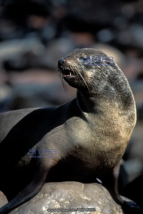 : Namibia, Cape Cross Seal Reserve, Southern : Namibia, Cape Cross Seal Reserve, Southern