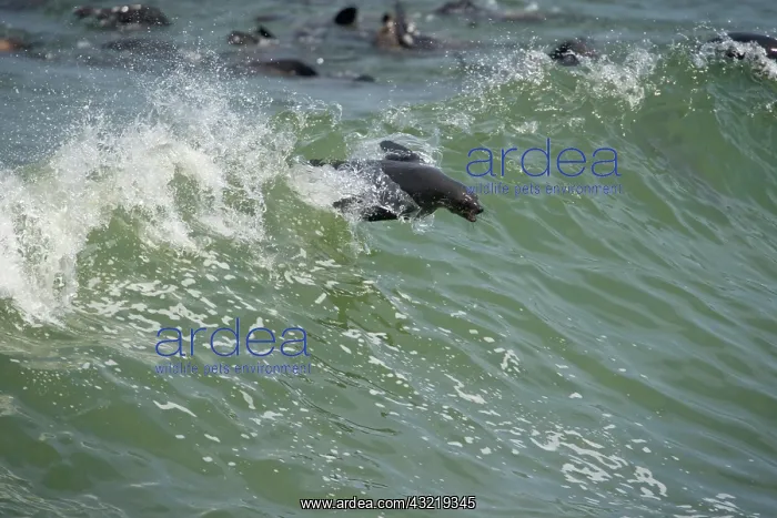 : Namibia, Cape Cross Seal Reserve. Southern : Namibia, Cape Cross Seal Reserve. Southern