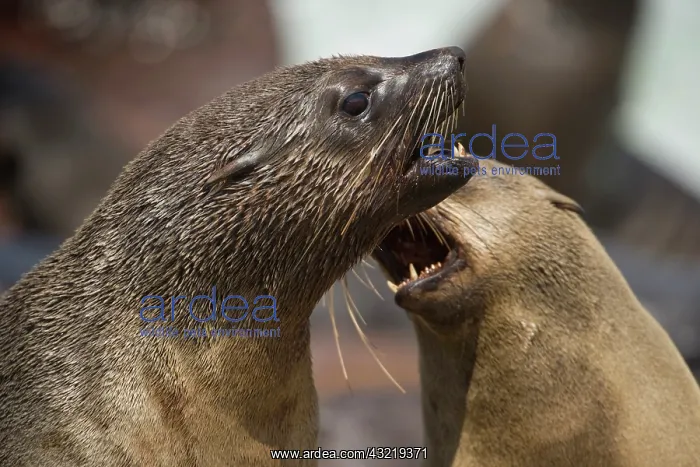 : Namibia, Cape Cross Seal Reserve. Southern : Namibia, Cape Cross Seal Reserve. Southern
